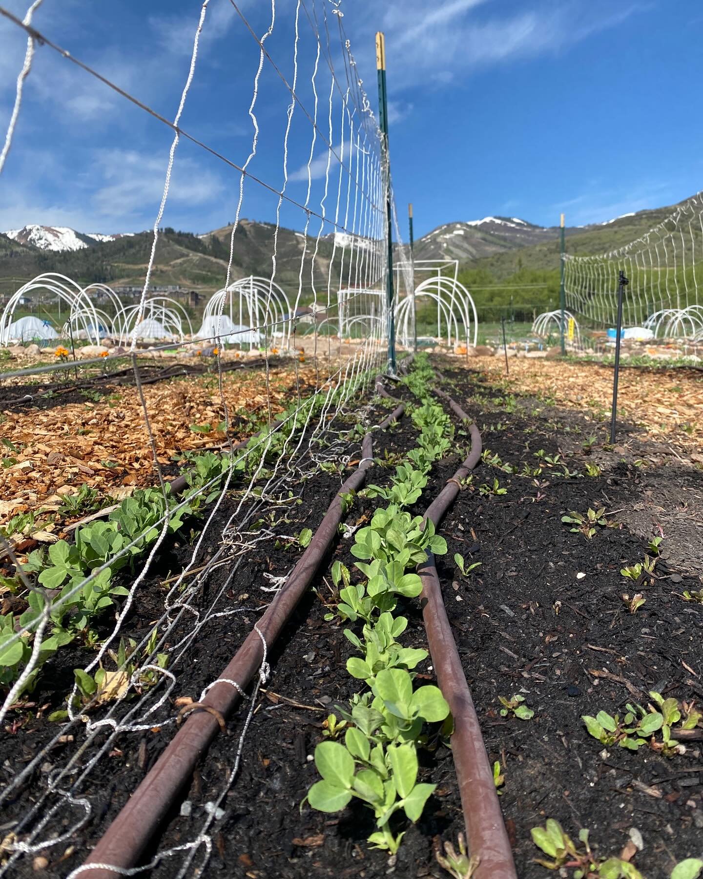 Peas are a great crop to plant early on because they are cold tolerant, hardy plants that can be directly sown before the last frost. Their seeds are large, making them easy to handle for kids in the garden. Peas are an early season crop that only ta