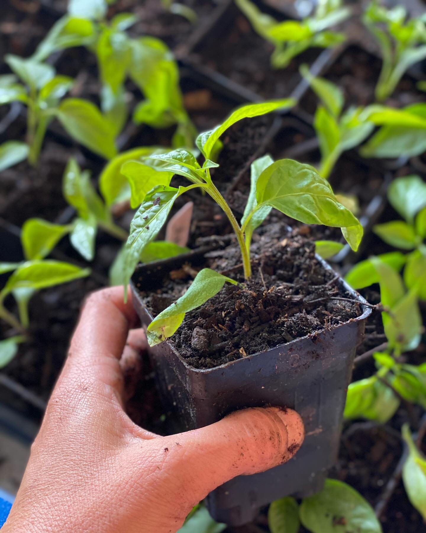 How did you spend your weekend? Our Garden Director Melissa spent it playing with plant babies, potting up hundreds of tomatoes and peppers! Once your plants have a couple sets of true leaves, it&rsquo;s time to give them a little more wiggle room an