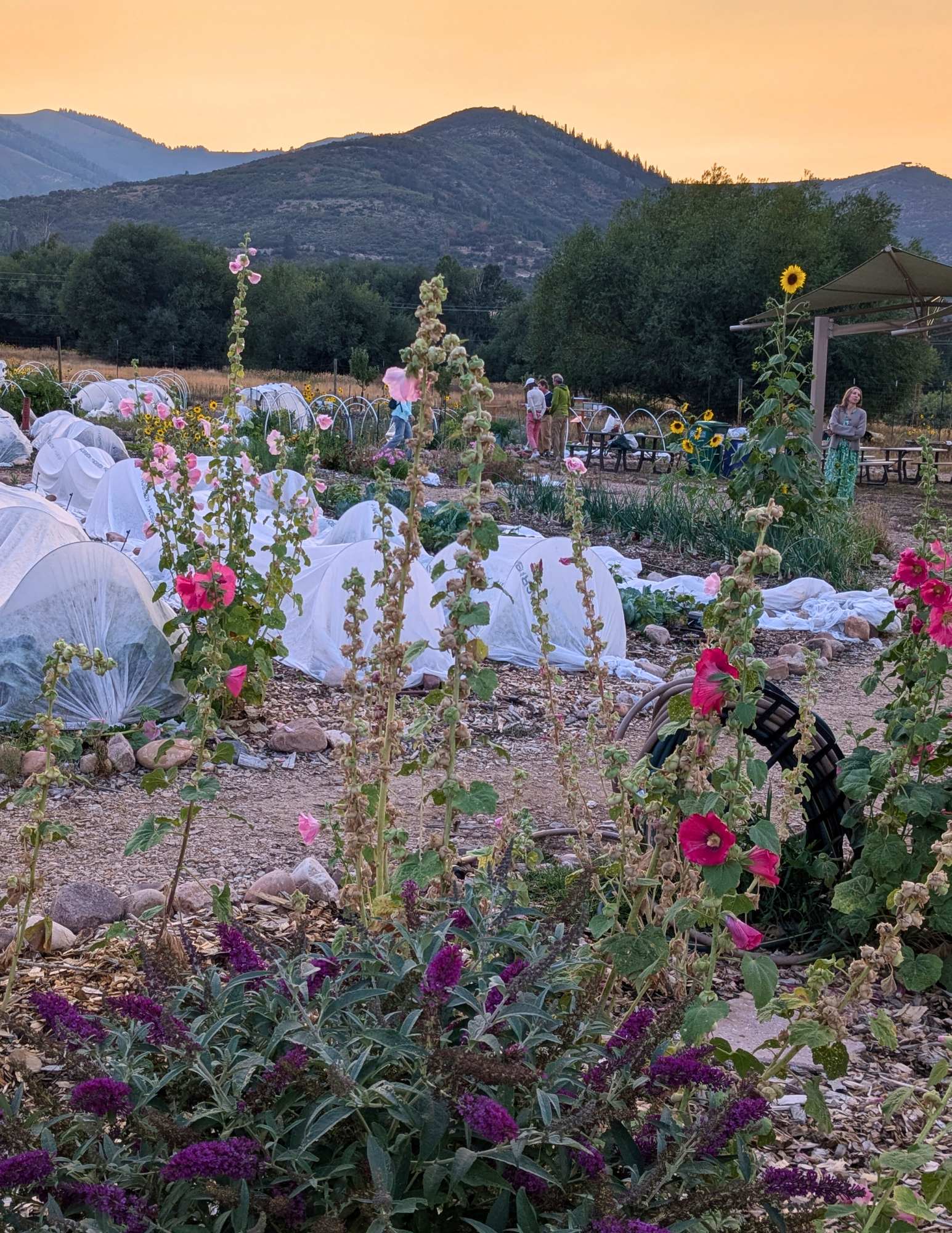 Intro to High Altitude Gardening part II - Virtual Class