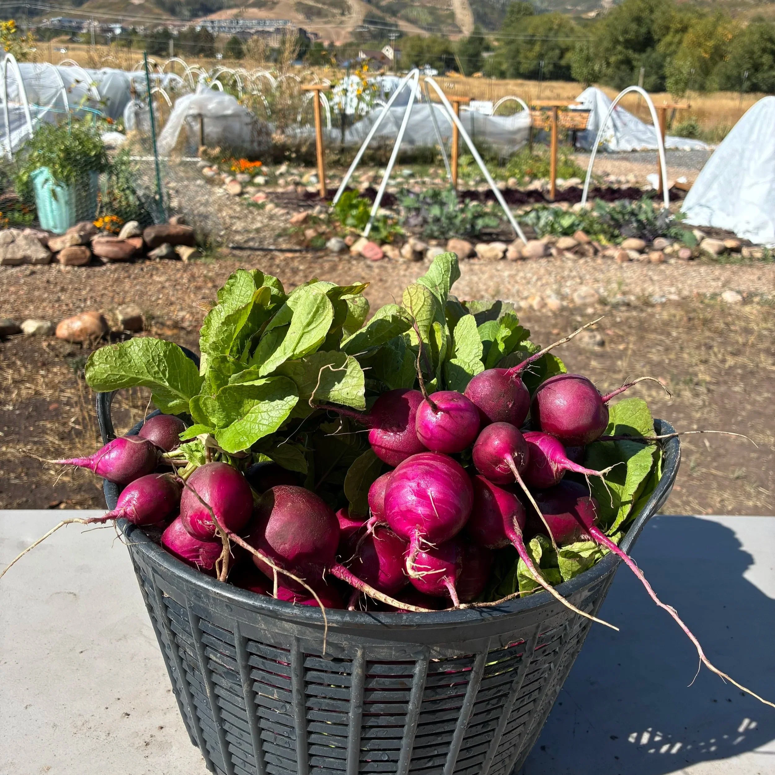 Introducción a la jardinería en altitud - Clase virtual