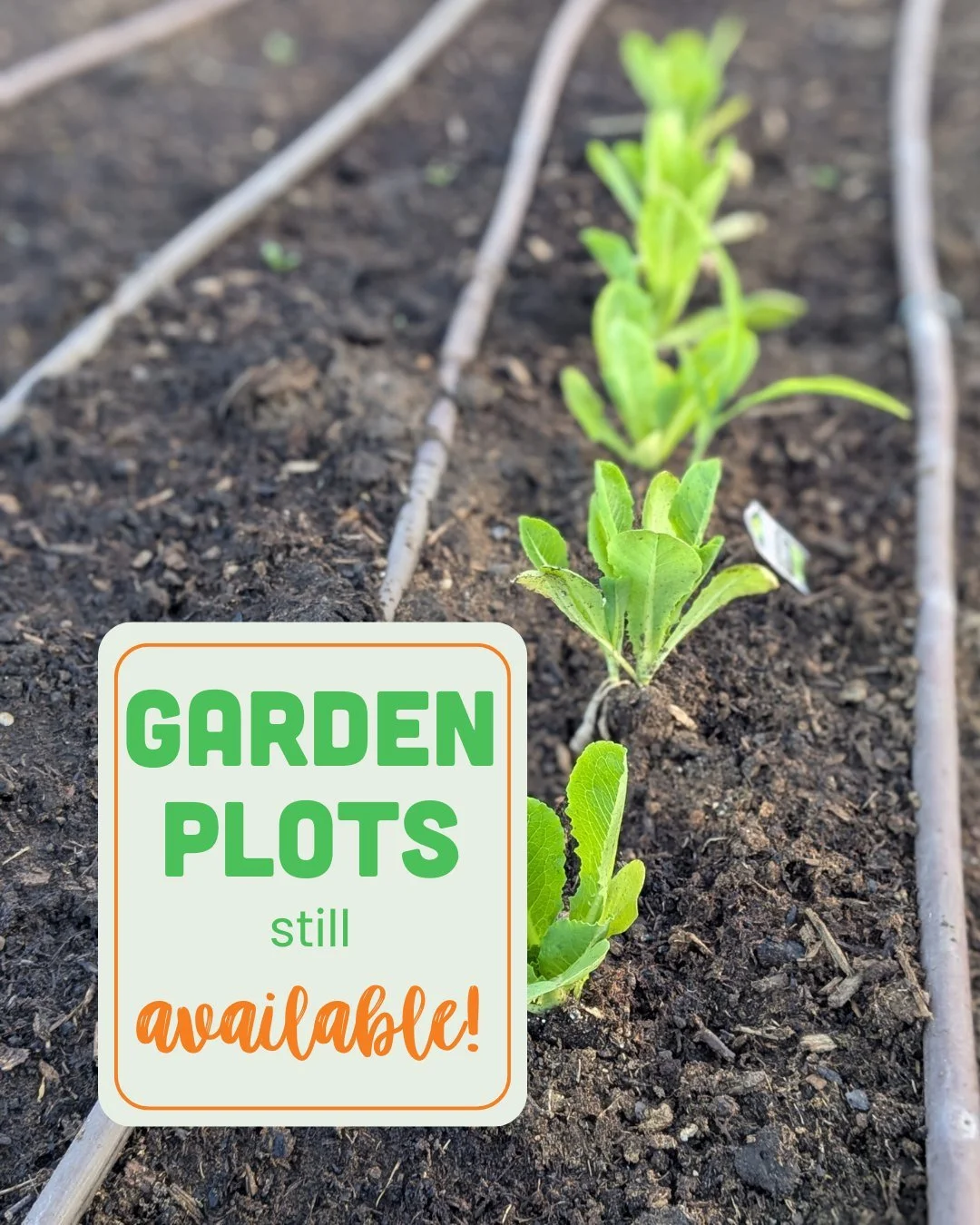 🌱Let&rsquo;s grow something amazing this summer! We still have a few Community Garden Plots available. Join our growing community and sow seeds of connection, friendship and a bountiful harvest. 
🔗Claim your plot at the link in bio.

#SummitCommuni