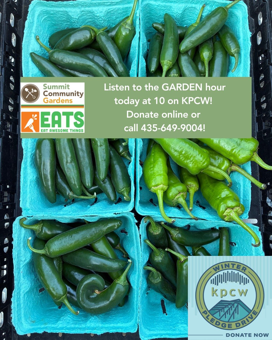 Listen up @KPCWRadio fans! Tune in to the Garden Hour at 10 this morning to hear about all things Garden. We'll be sharing exciting updates to camps, classes, snacking garden and more! Your support of our beloved NPR affiliate is needed now more than