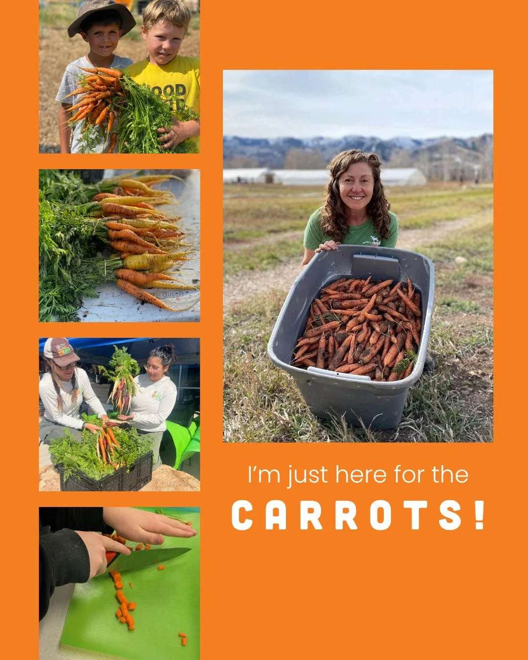 🥕 From garden beds to kitchen table, carrots bring the color and the crunch to snack time! Today we&rsquo;re celebrating one of our favorite root vegetables - the carrot. Happy National Carrot Day!

#SummitCommunityGardens #EATSParkCity #GrowYourOwn