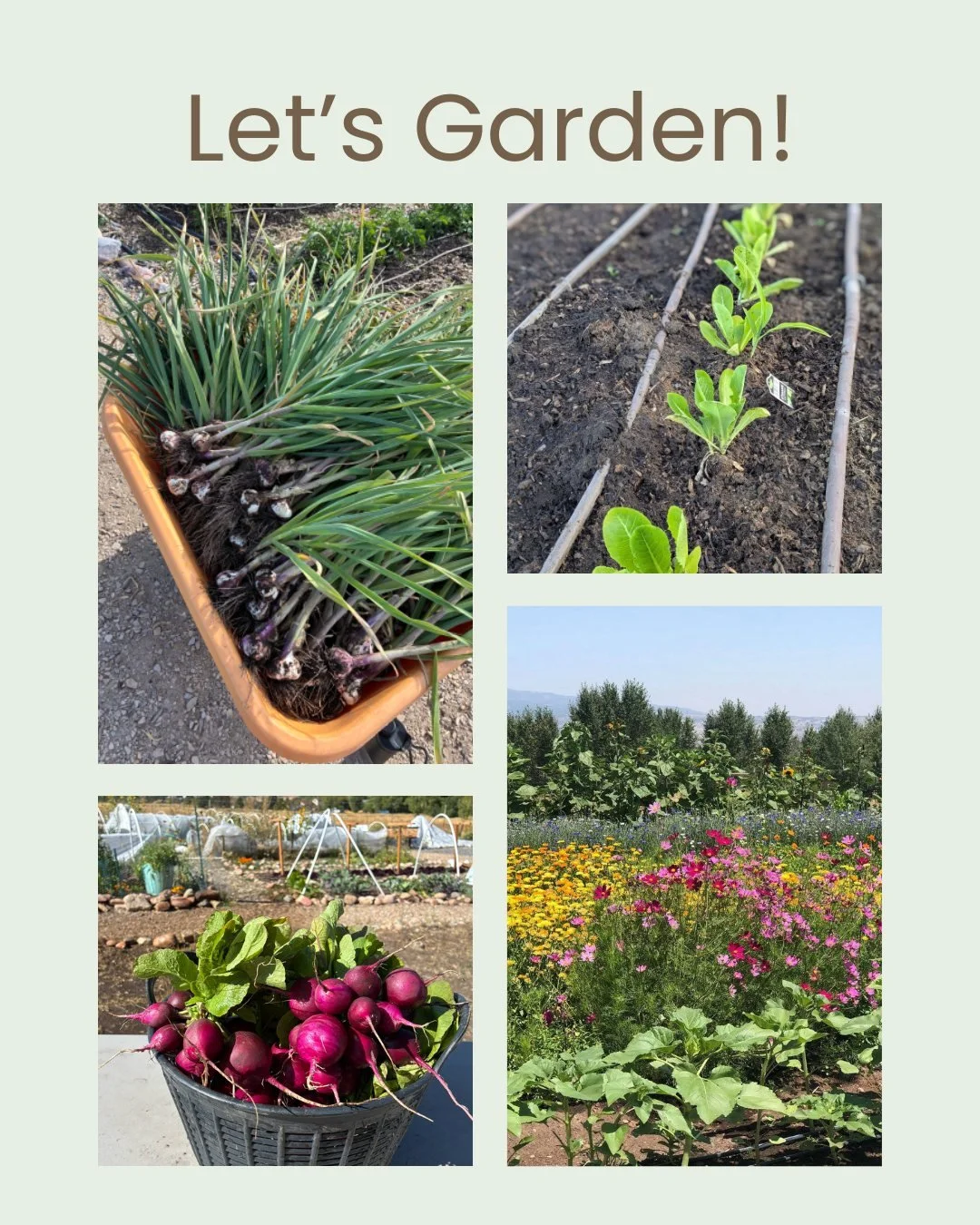 🫜🥕Today is National Garden Day and we couldn't be more excited to start getting our hands dirty preparing our garden beds. What are you growing this year? Tell us in the comments.

#SummitCommunityGardens #EATSParkCity #GrowYourOwnFood
#communityga