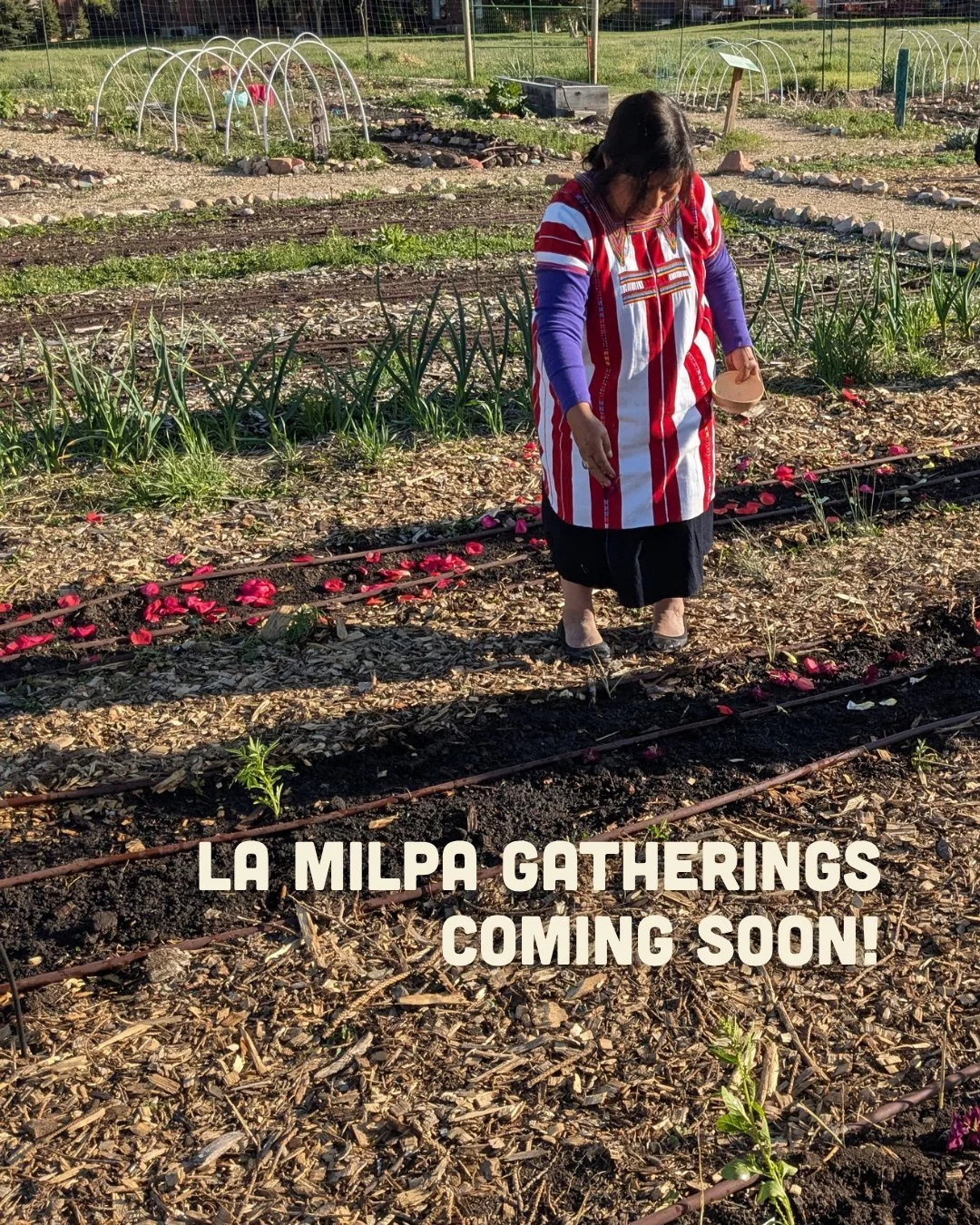 El espacio de la Milpa en el Jard&iacute;n Comunitario muestra los saberes y las pr&aacute;cticas de cultivo ind&iacute;genas, tanto actuales como ancestrales. Pr&oacute;ximamente, l&iacute;deres culturales y miembros de la comunidad sembrar&aacute;n