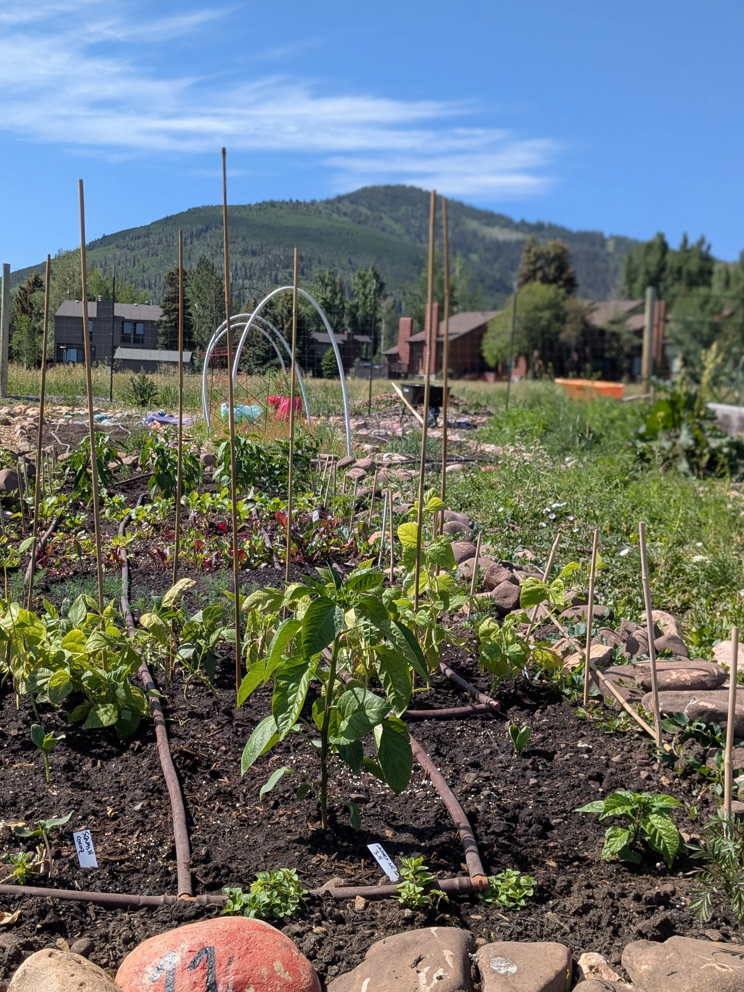 Planting Plans & Seed Ordering - Virtual Class