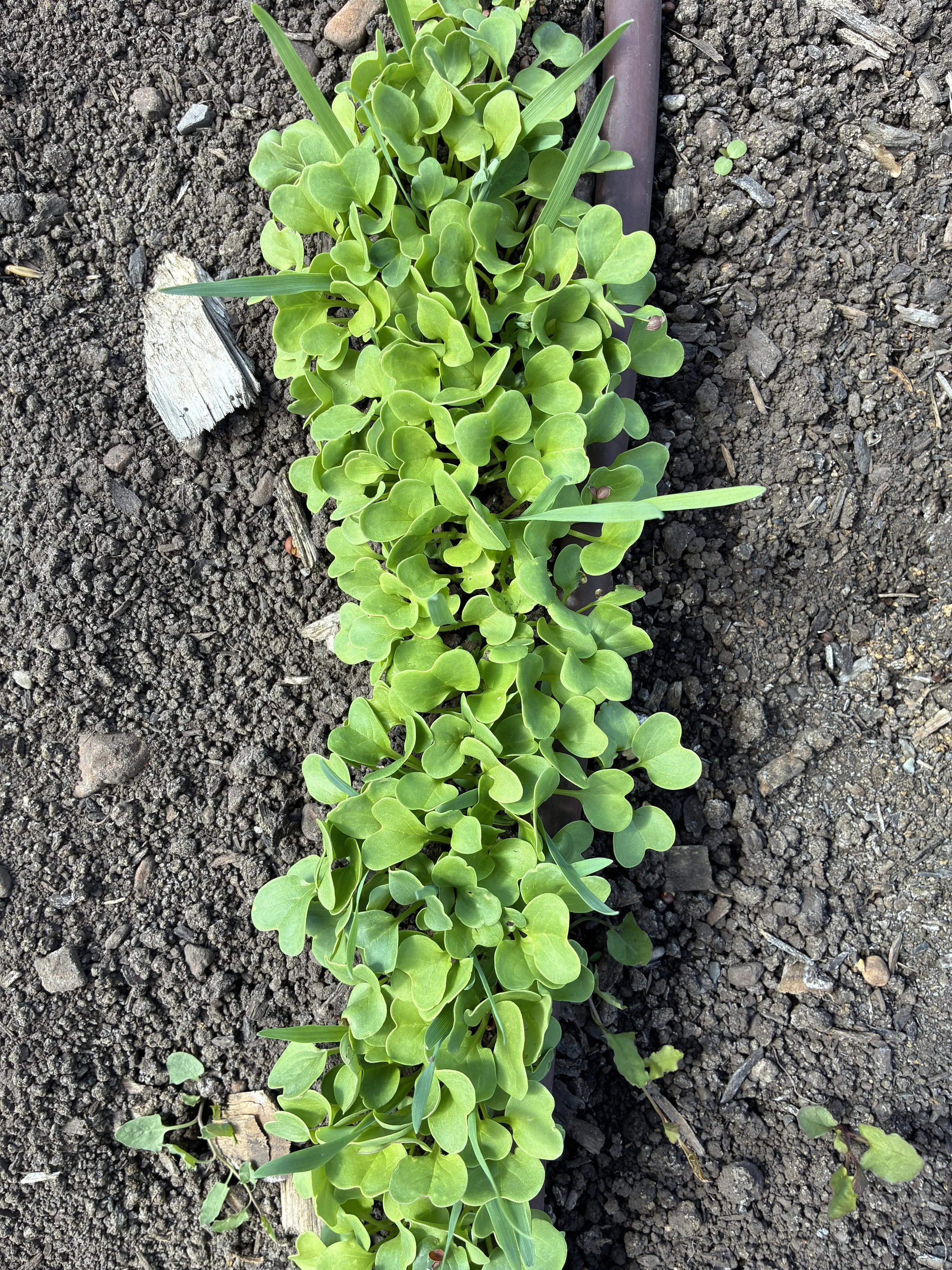 Cover Crops - In Person Class