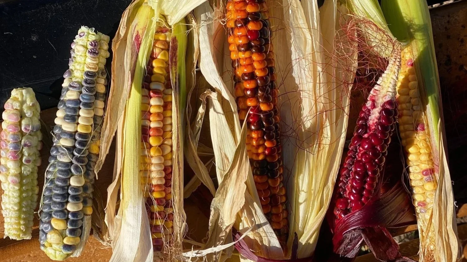Corn Rijpma La Milpa | Born from Corn — Summit Community Garden & EATS