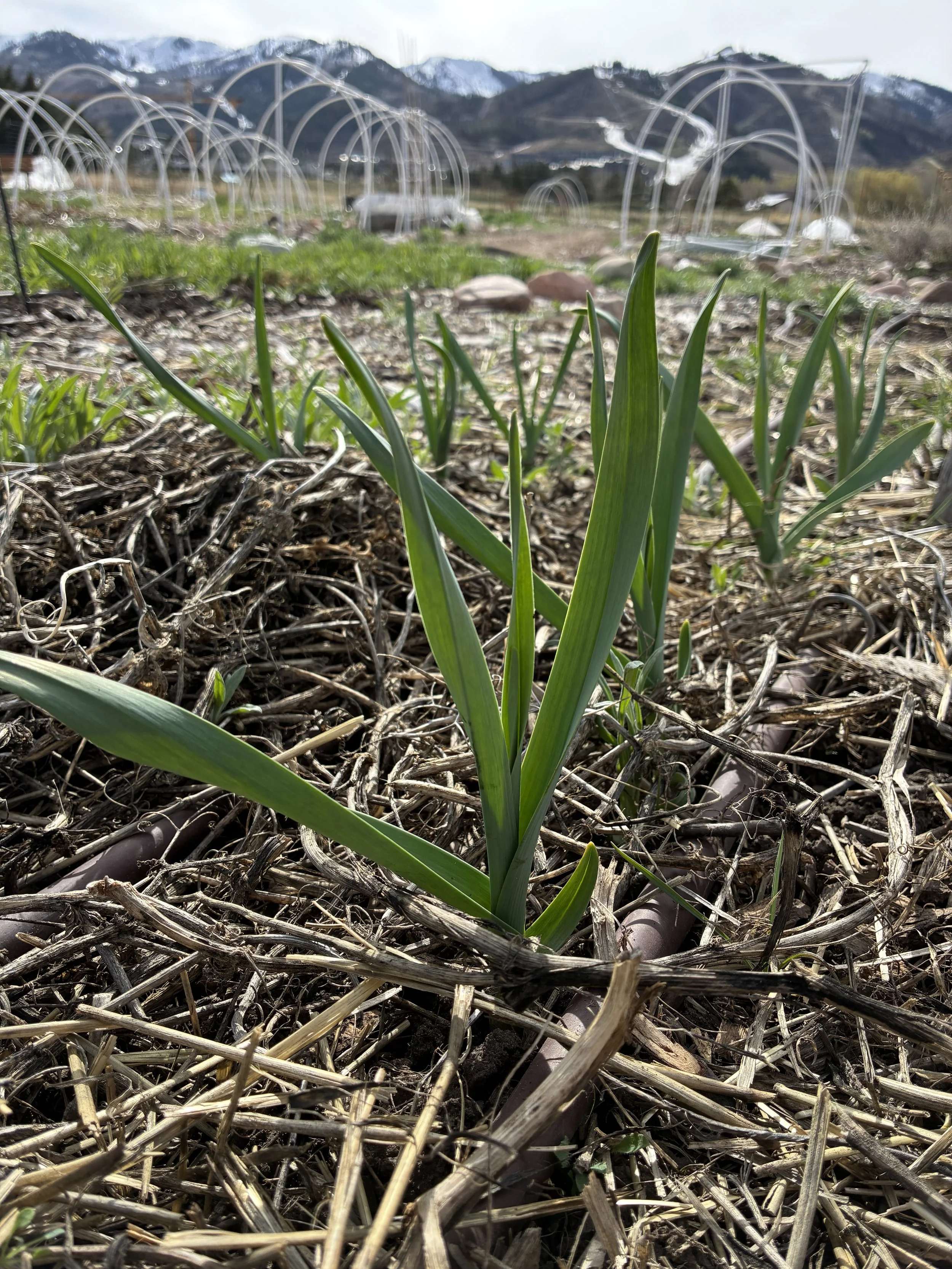 Winterizing the Garden & Garlic Planting - In Person Class