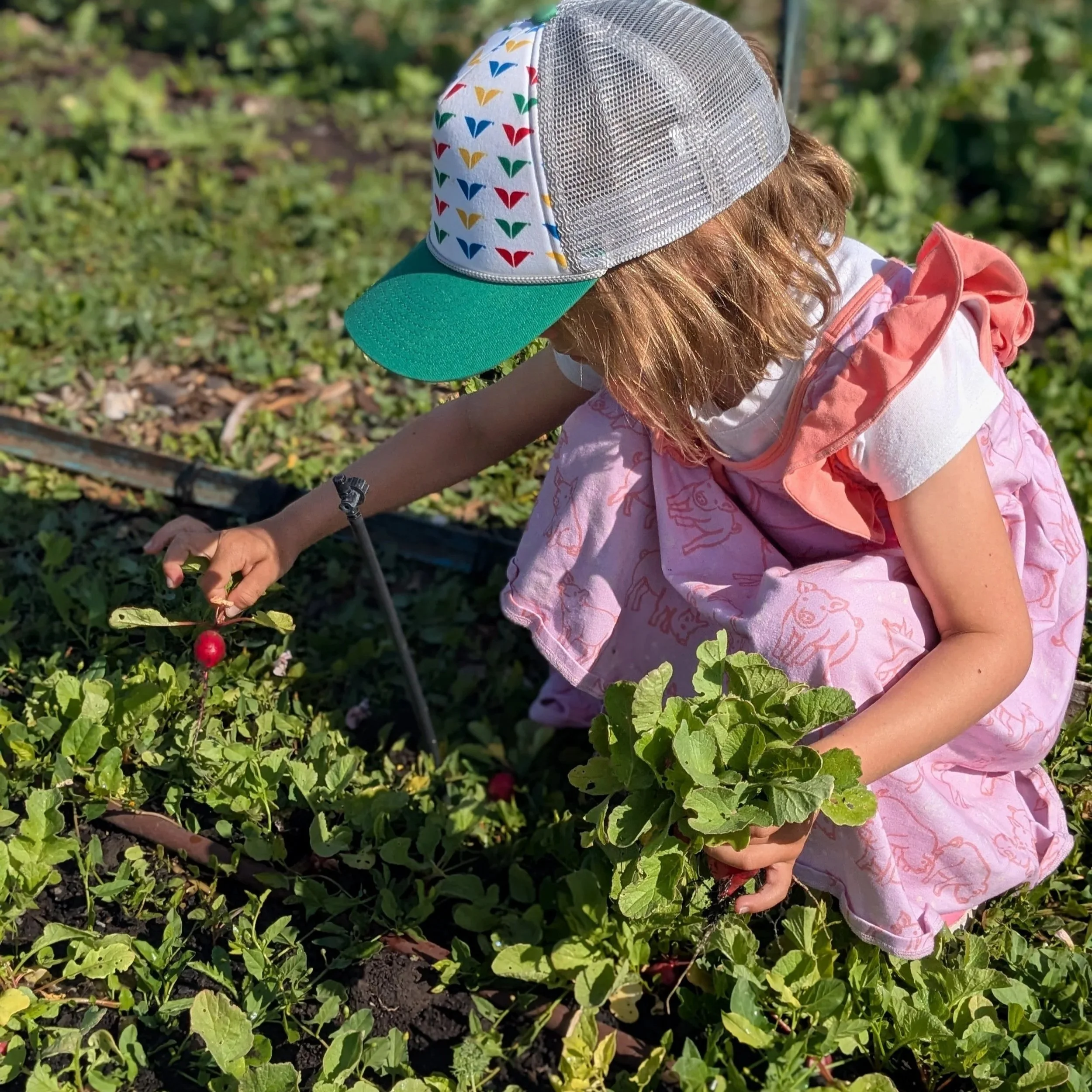 Garden Kitchen: Harvest Edition Camp Preschool