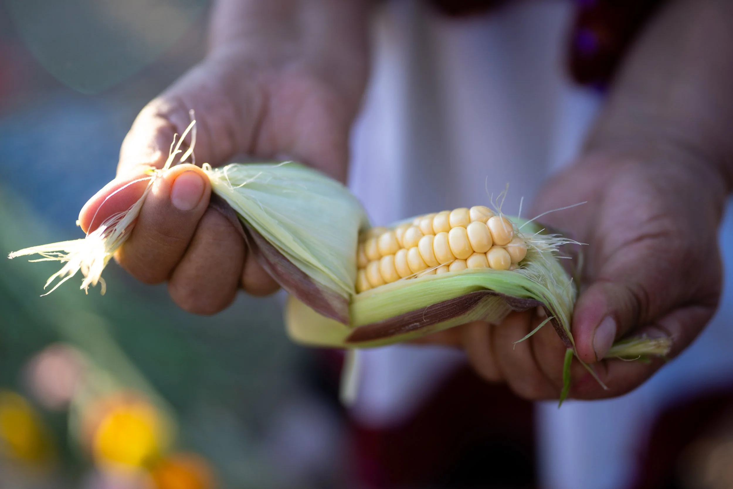 Corn Rijpma La Milpa | Born from Corn — Summit Community Garden & EATS