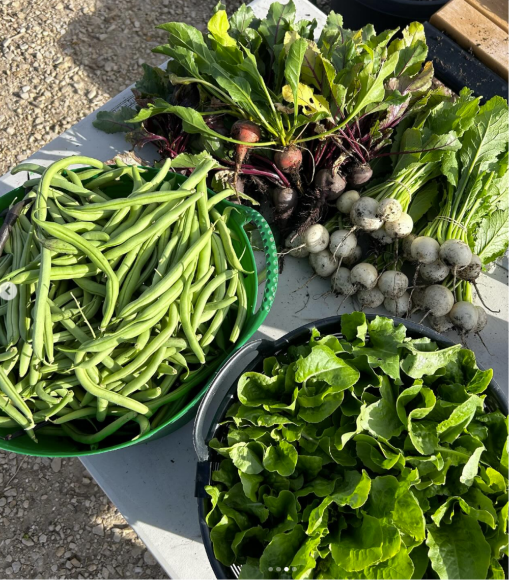 Fresh vegetables harvested from the garden