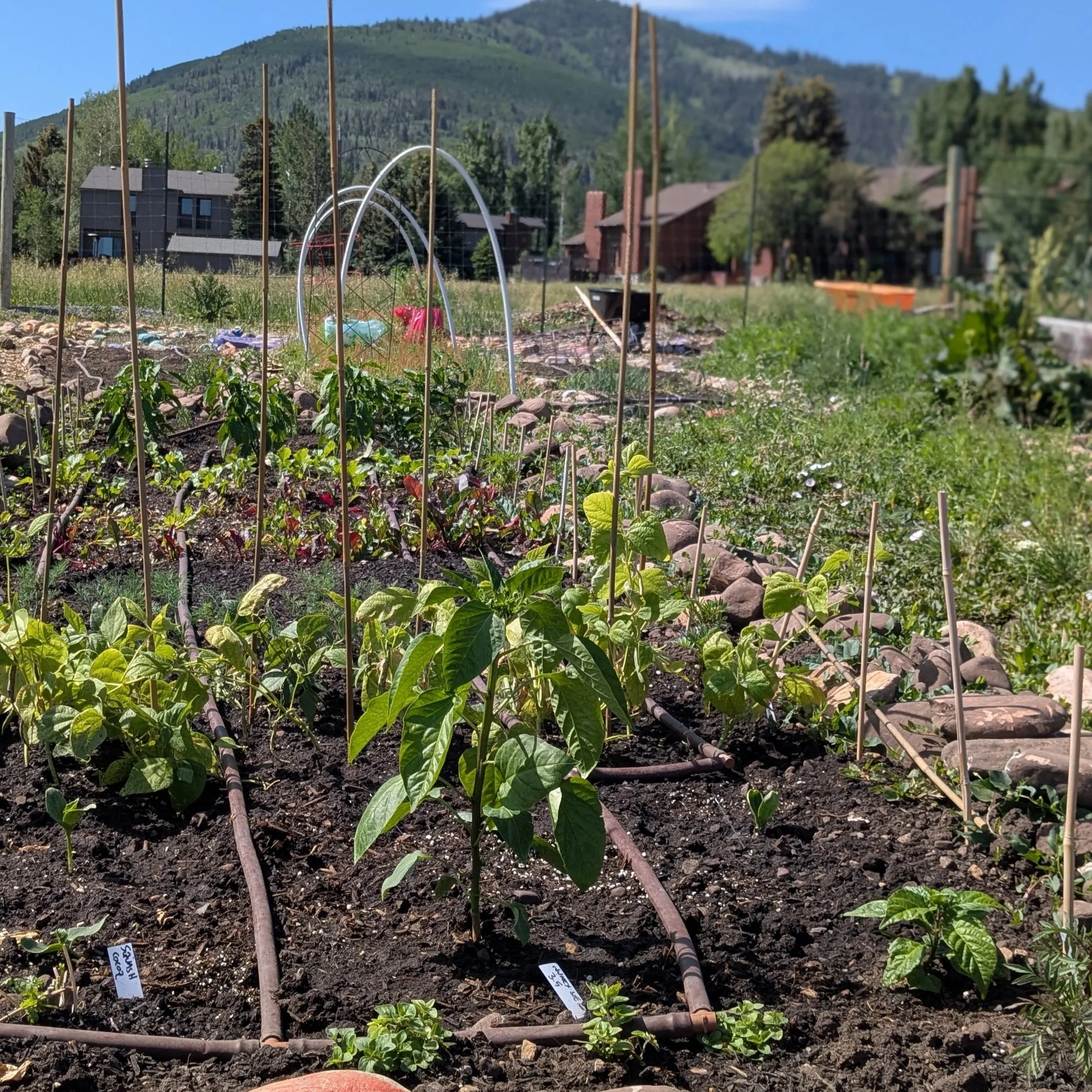 Planting Plans &amp; Seed Ordering