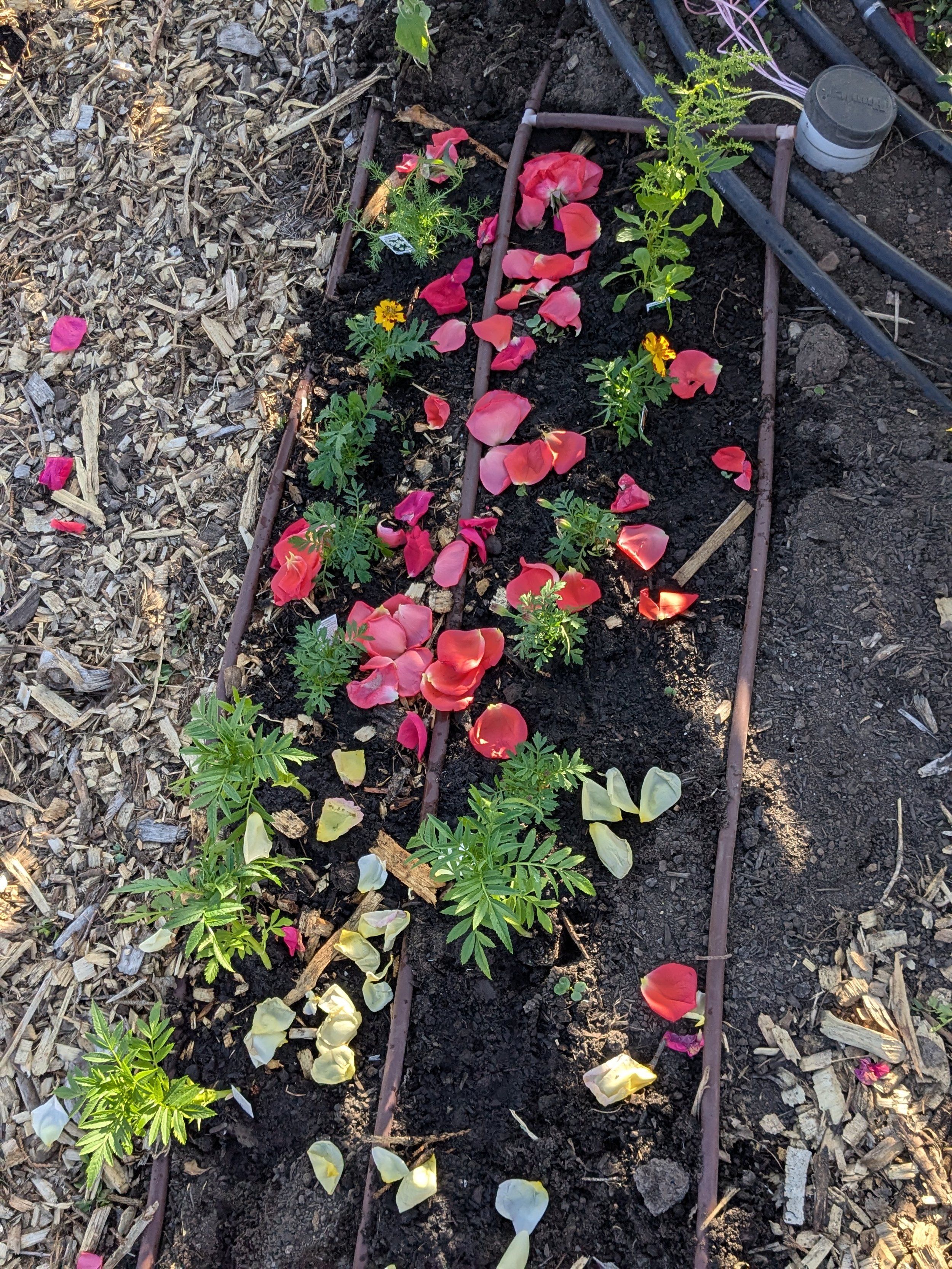 La Milpa (Planting Starts)