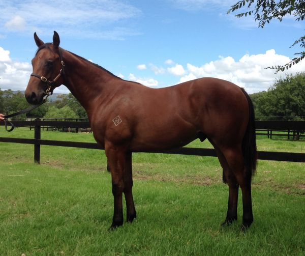 Rafha's Choice as a yearling