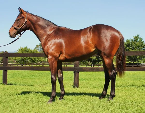 Good Project as a yearling
