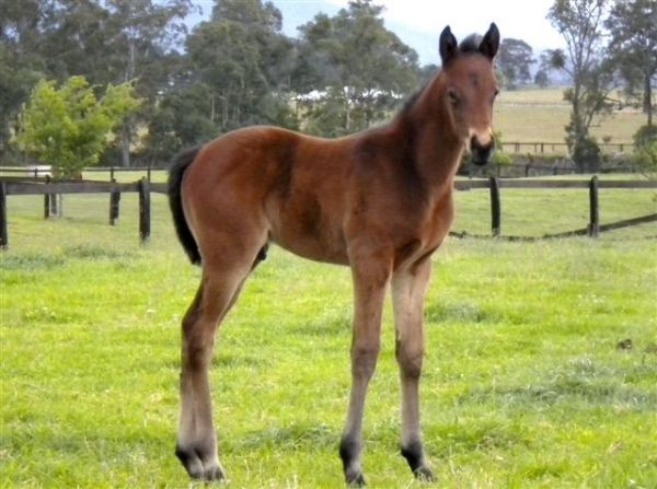 Desert Fox as a foal
