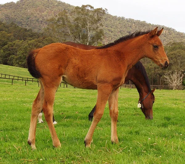 Geecup as a foal