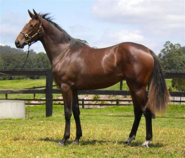 Perfect End as a yearling