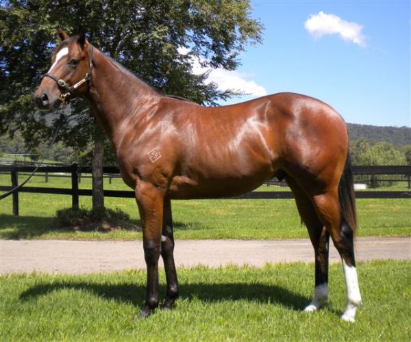 Real Fit as a yearling