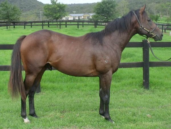 Fruitful Champion as a 2yo