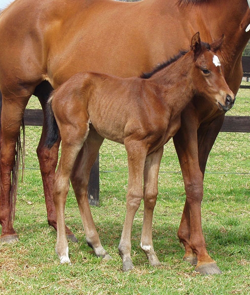 Expectator as a foal at foot