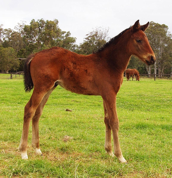 Senglea Sun as a foal