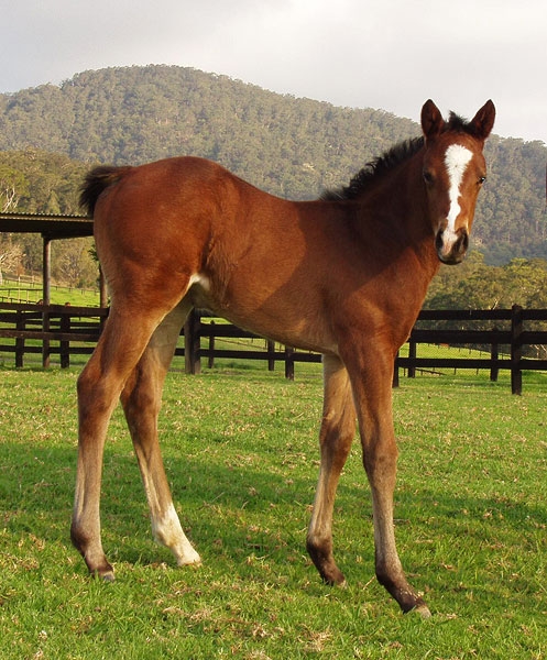 The Diamond One as a foal