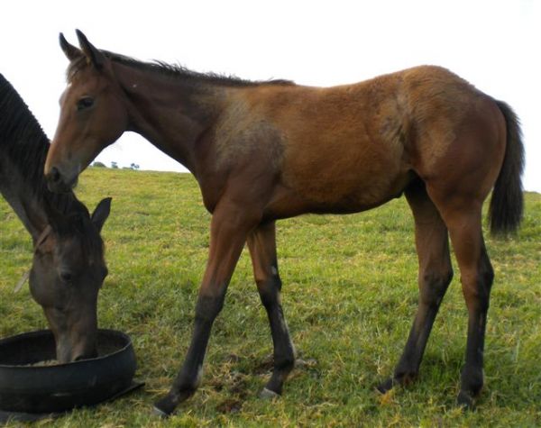 Valar Morghilus foal.jpg