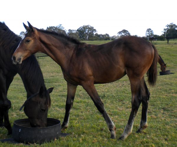 Good Project as a foal