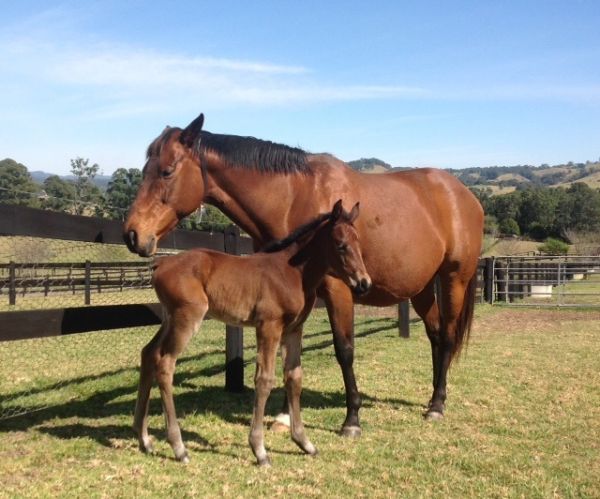 Cudabeen as a foal at foot