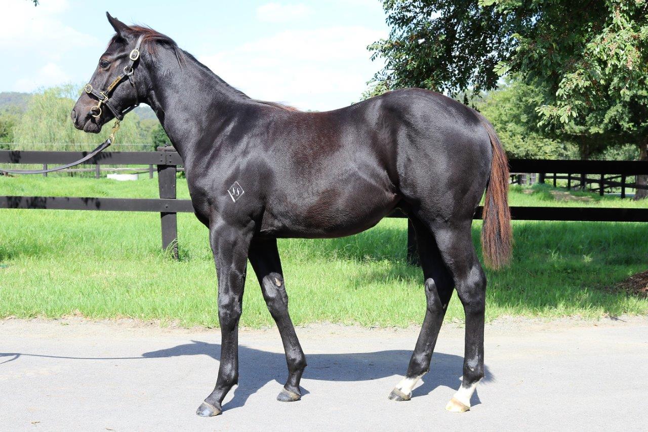 Ultima Carta 2017 colt.jpg