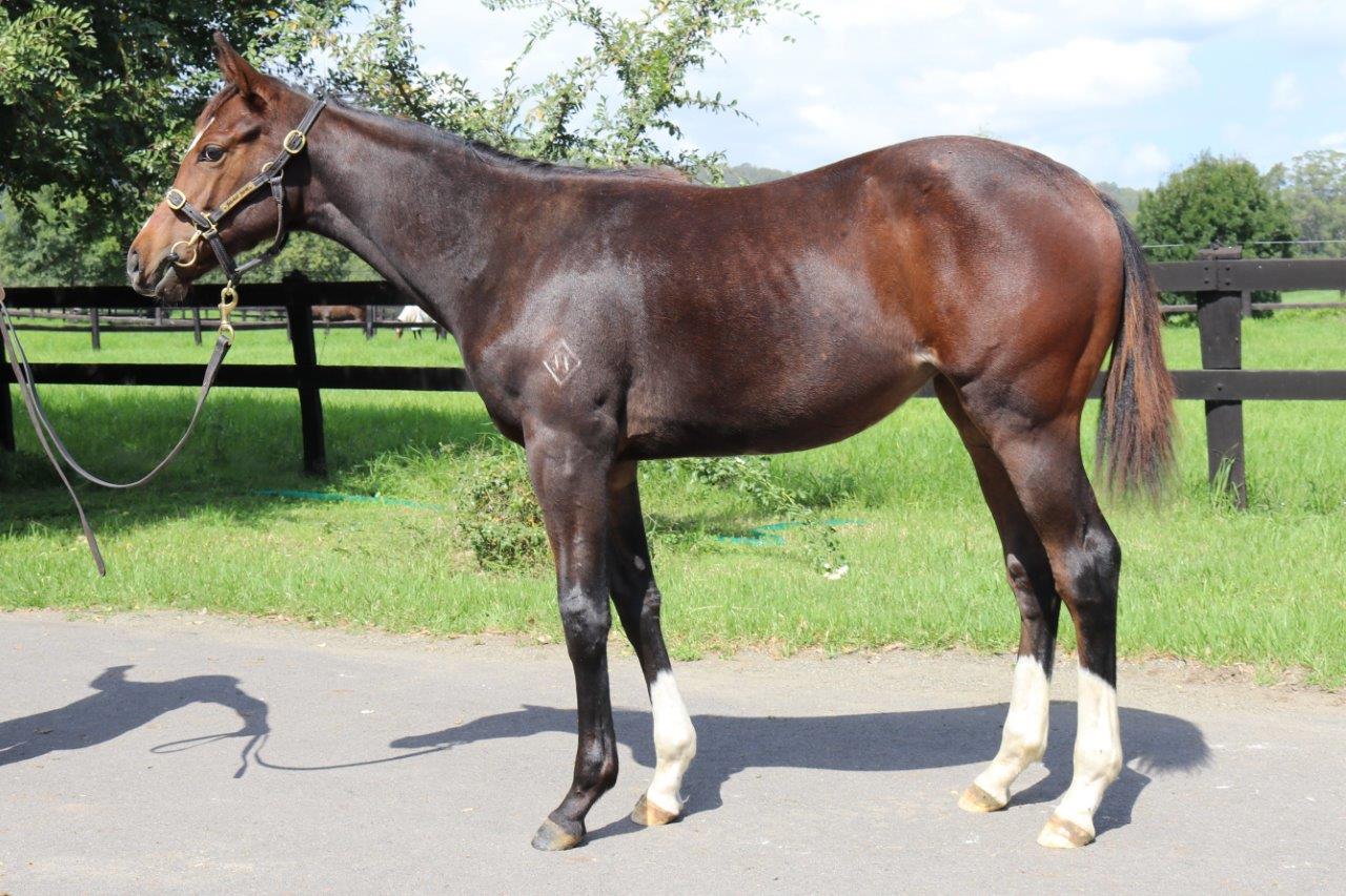 Stratance 2017 Filly.jpg