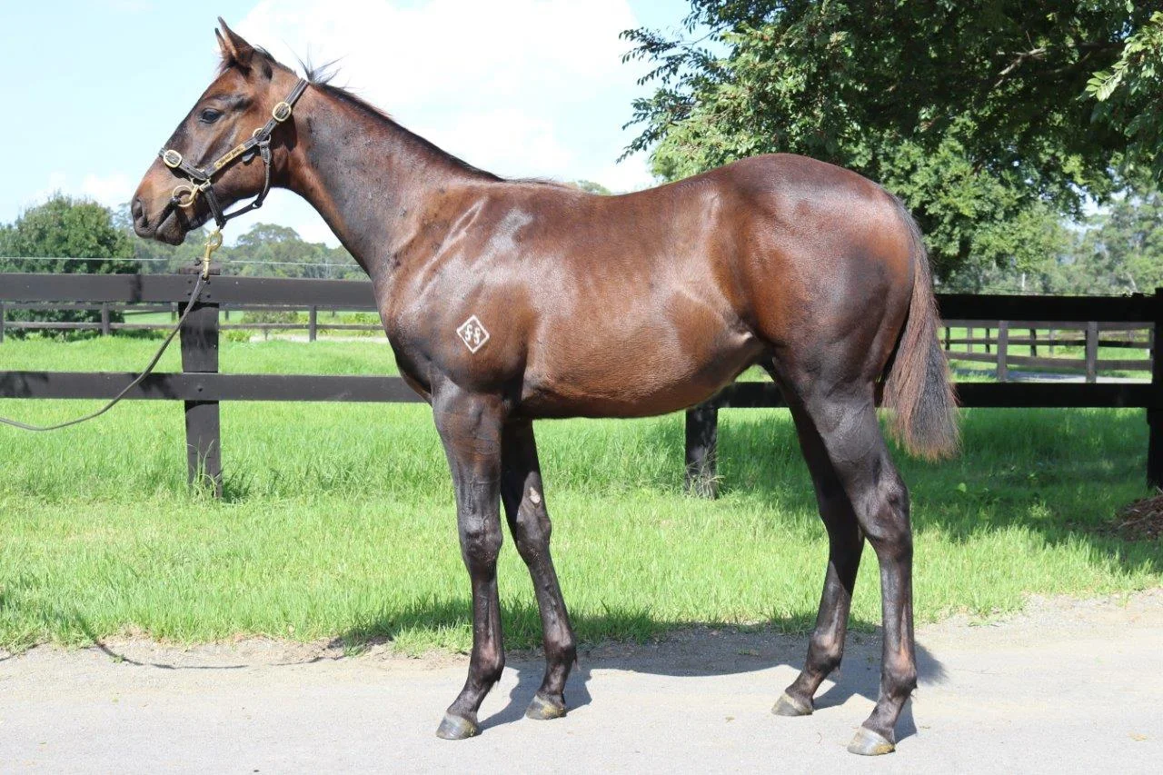 Catastrophe colt 2017.jpg