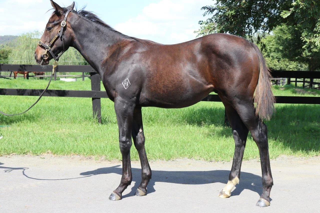 No Nay Never colt out of Antarctic Dream. 