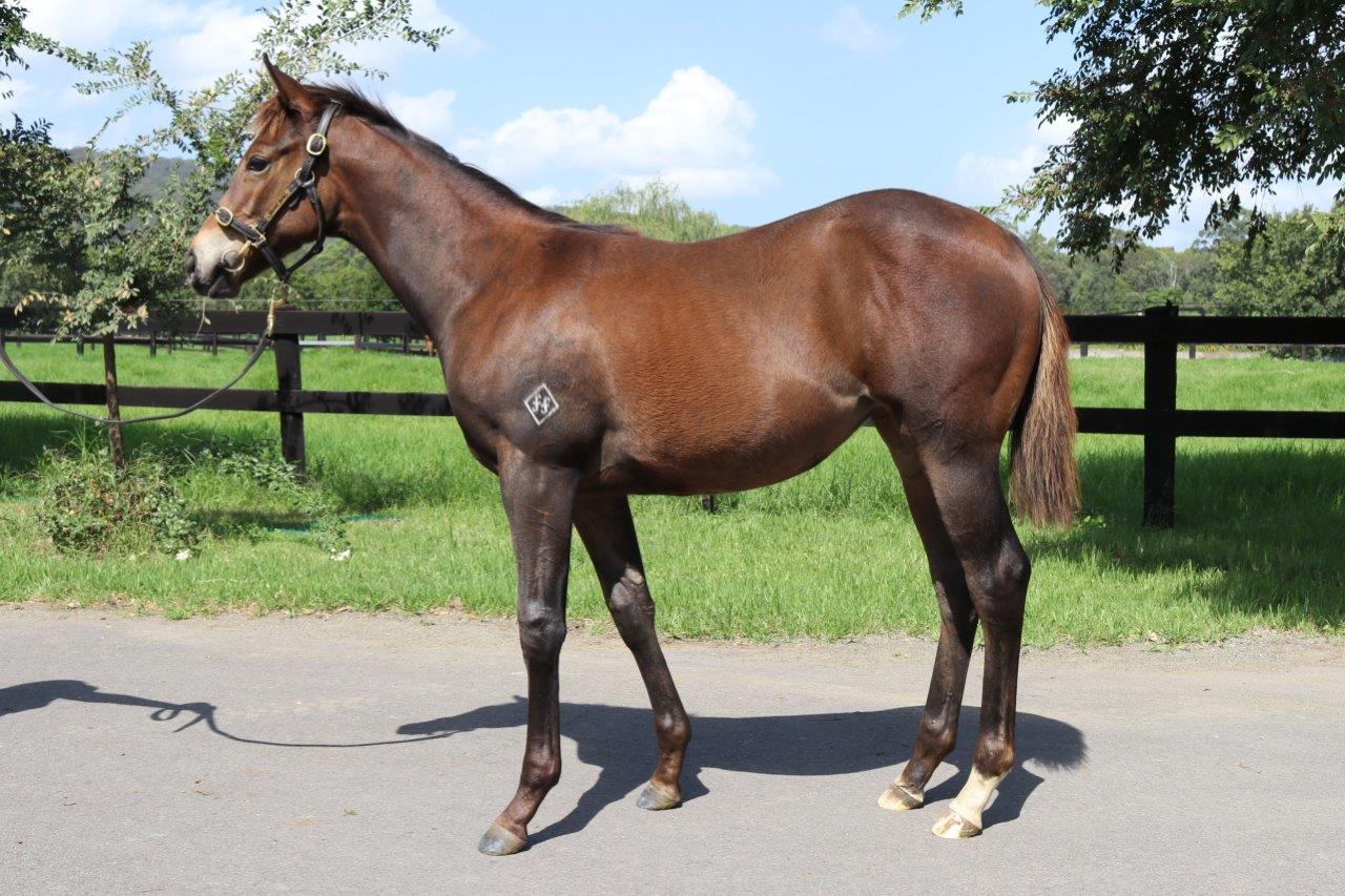 Super One filly out of Tiger Eyes.