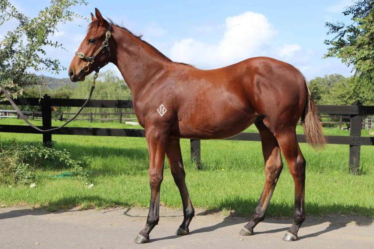 Outreach colt out of Now Now.