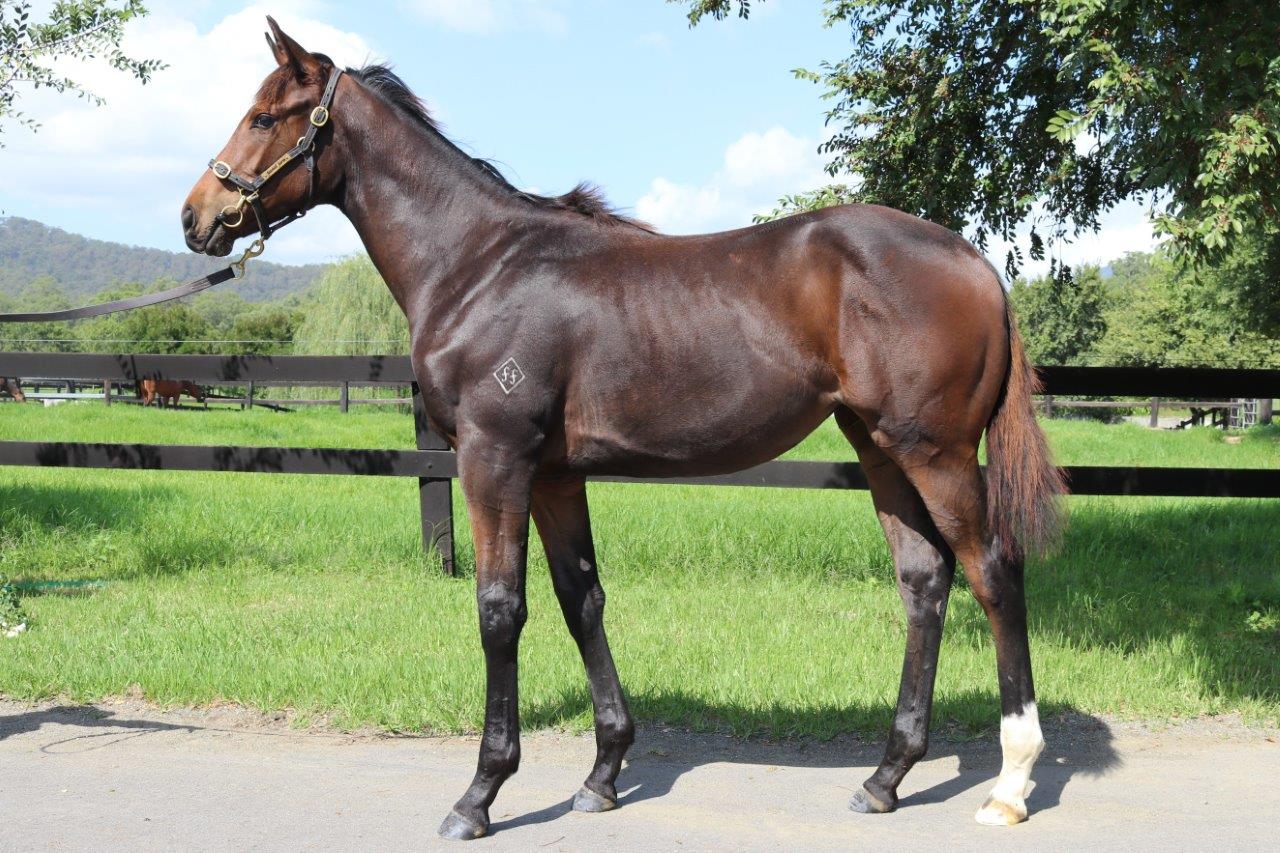 Satirical Lass filly 2017.jpg