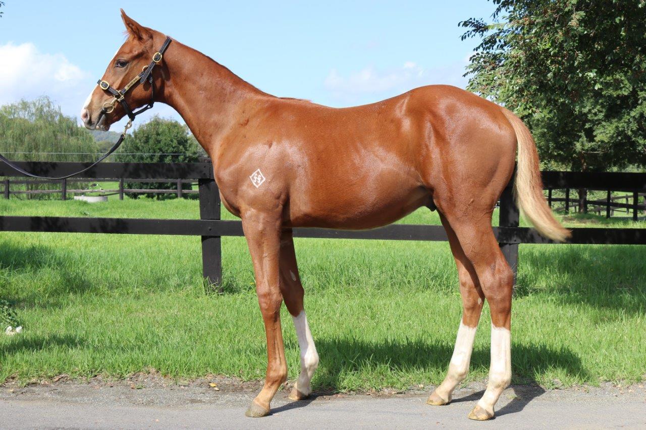 Brightlands Star 2017 colt.jpg