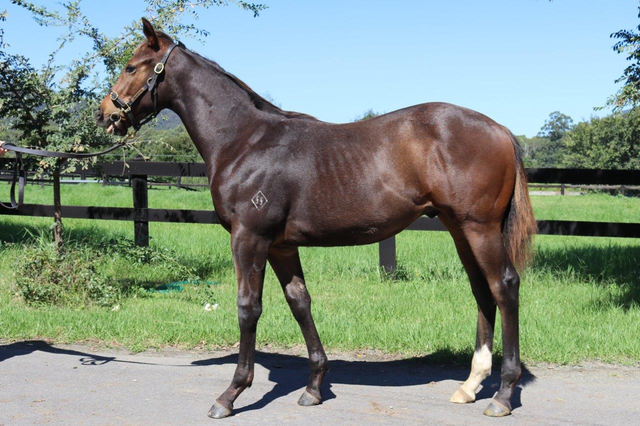 Consomme colt 2017.jpg