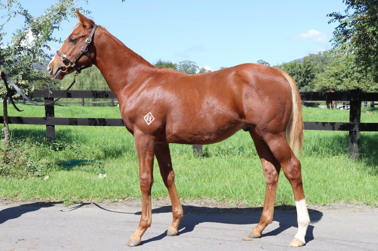 Laconic 2017 colt.jpg