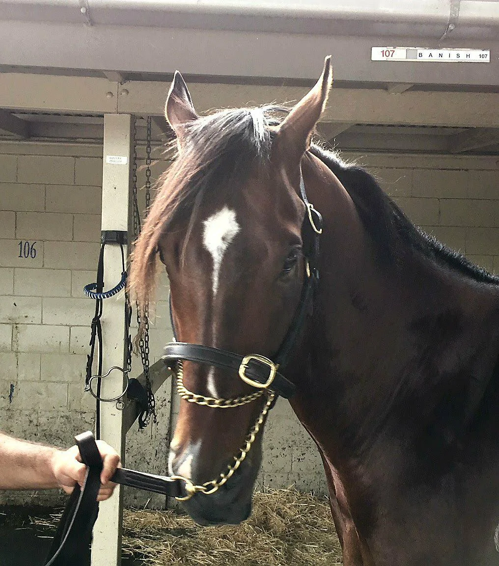 Fairhill Farm purchases share in Impending