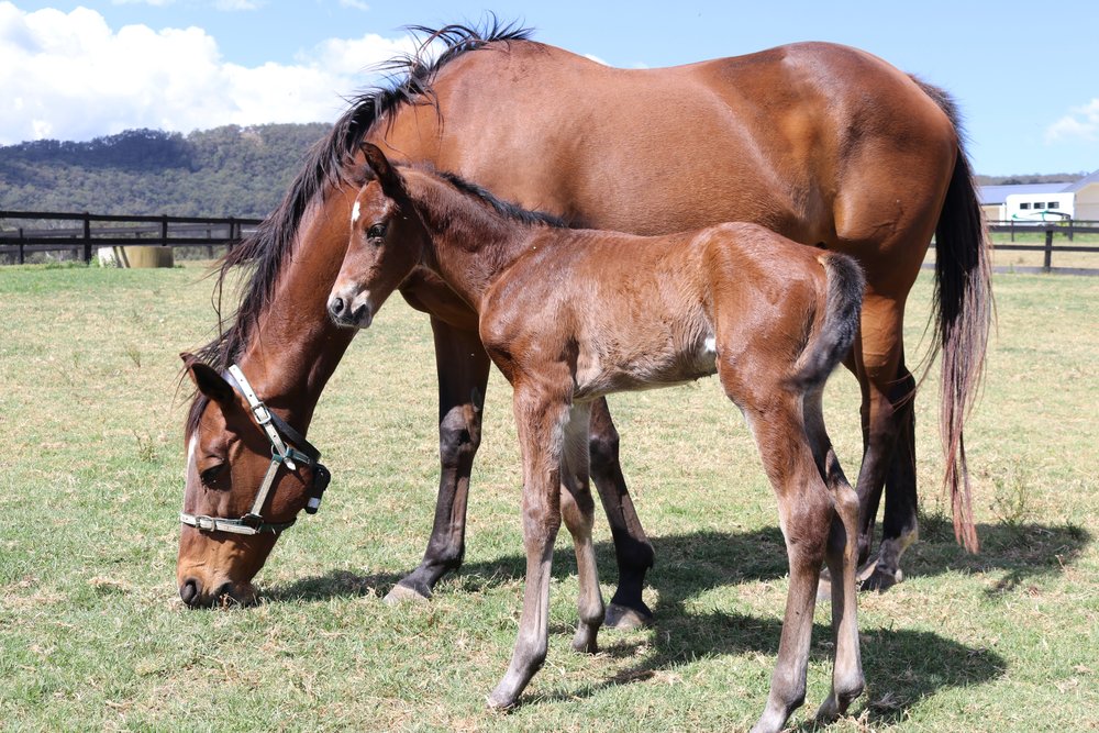Blowin+in+the+Wind+2017+SYT+colt+#2.jpg