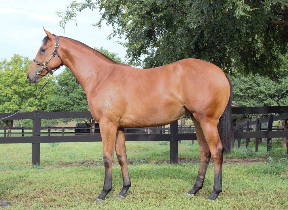 Fiesta as a yearling