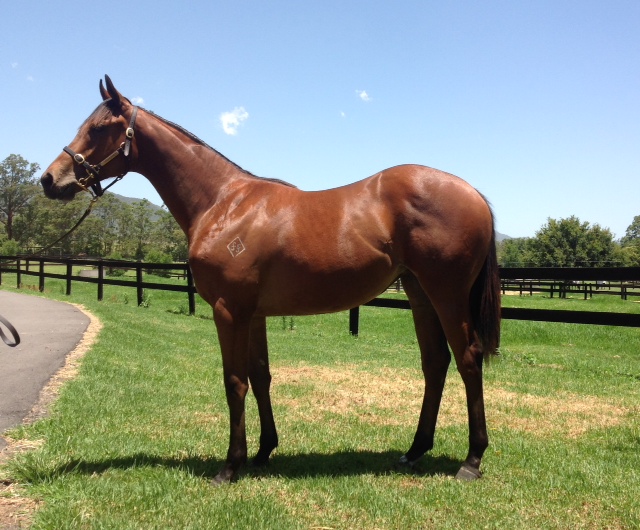 Reprimand as a yearling