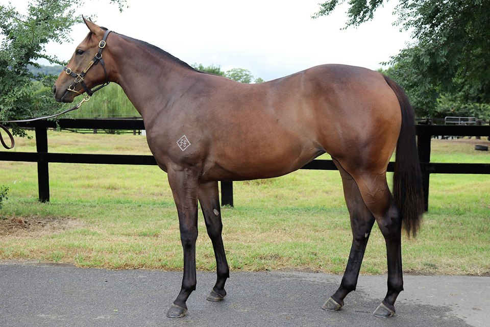 Hinchinbrook Desert End filly.jpg