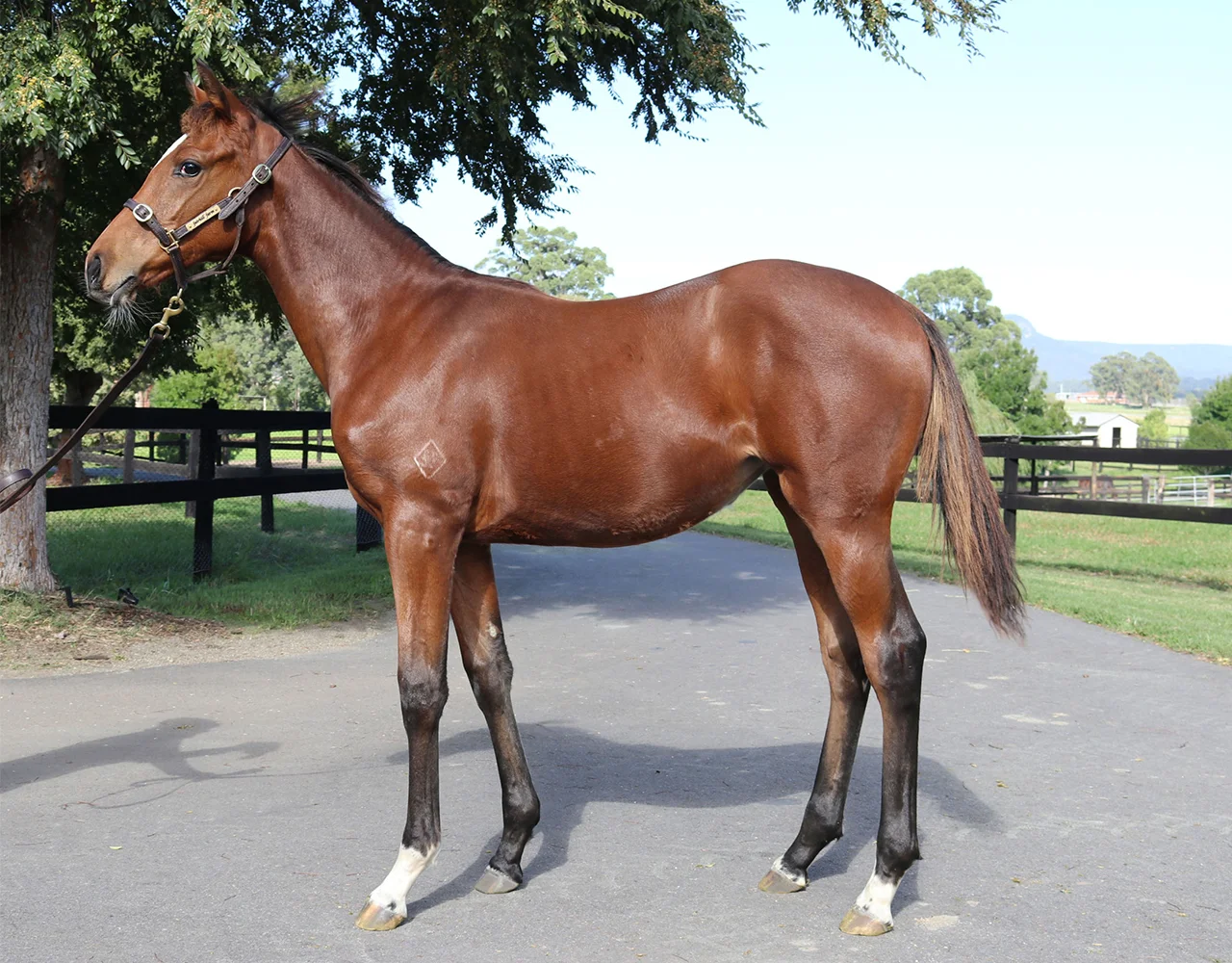 .__0019_Foxwedge x Mofajah Filly Lot 44.jpg