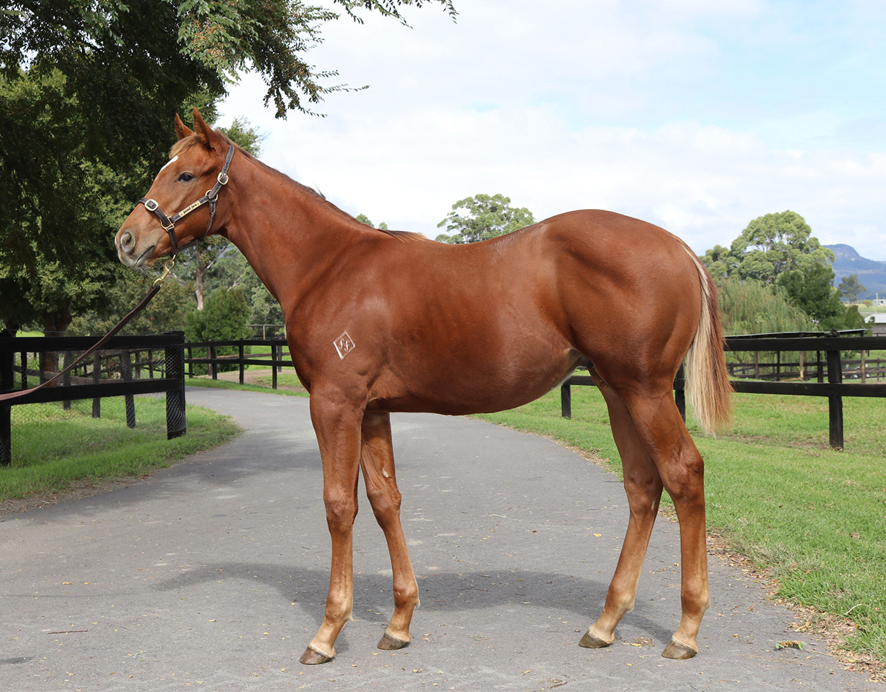 _0031_Capitalist x Now Now Colt Lot 48.jpg