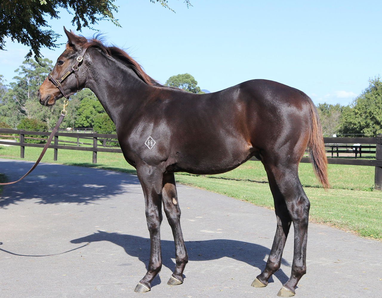 _0011_Pride Of Dubai x Sandy Desert Colt Lot 86.jpg