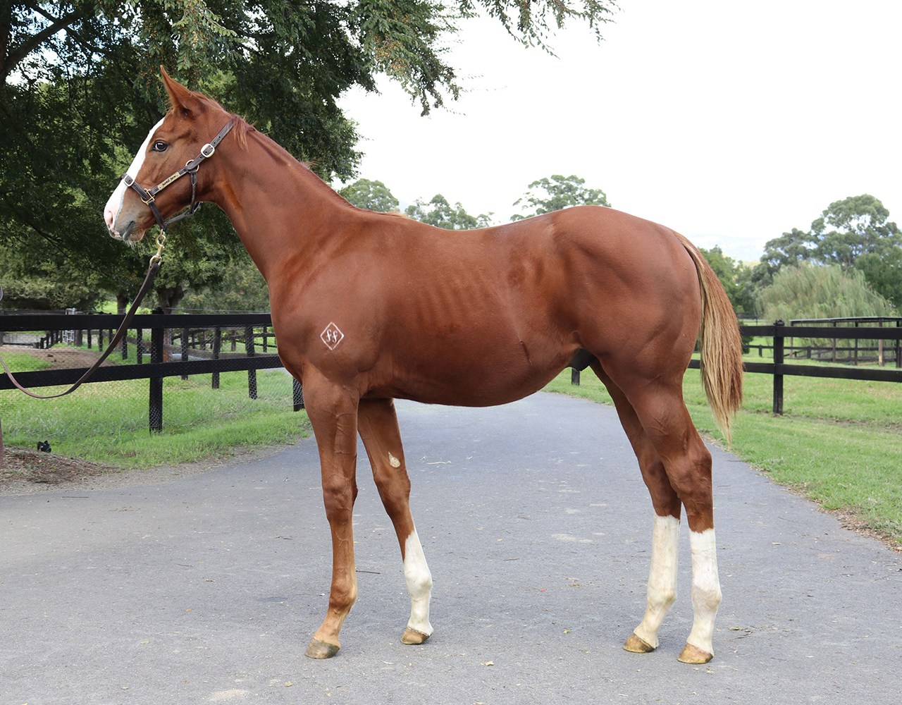 _0007_Colt Lot 90.jpg